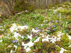 Snow and spring flowers in the Schwalbe Alpen.