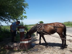 We had a brief water stop at a shady picnic area beside a shrine... and along comes a horse and cart, and the owner pumps some water for the horse to drink