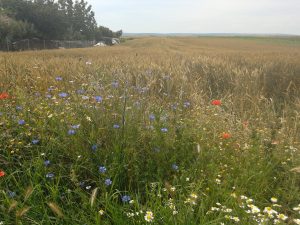 Wheat field and cornflowers 